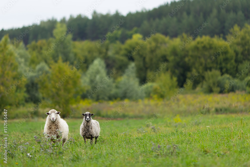 sheep in the fiel grazing the green grass