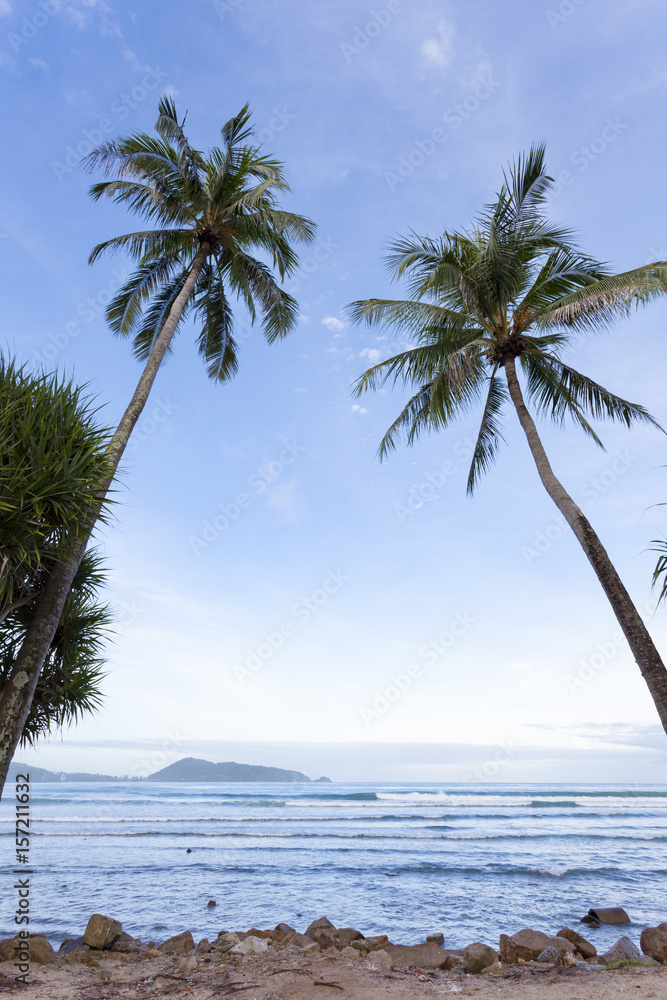 palm trees on the beach.