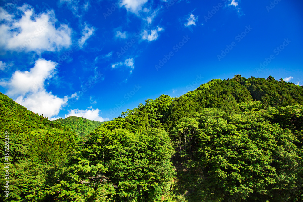 新緑の山