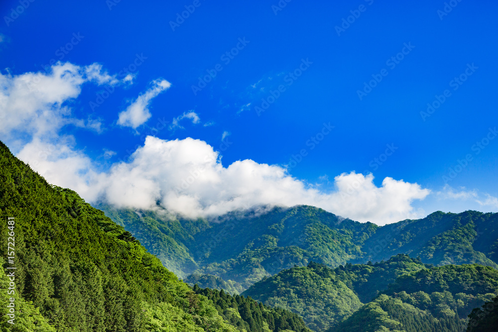 新緑の山