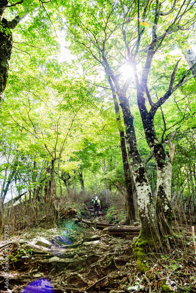 登山道