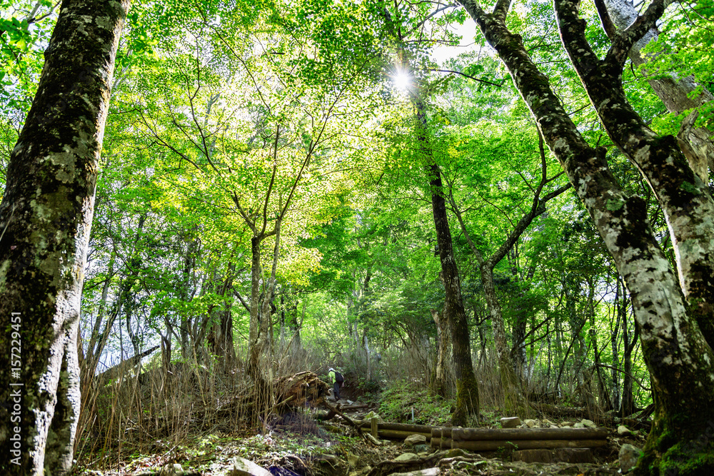 登山道