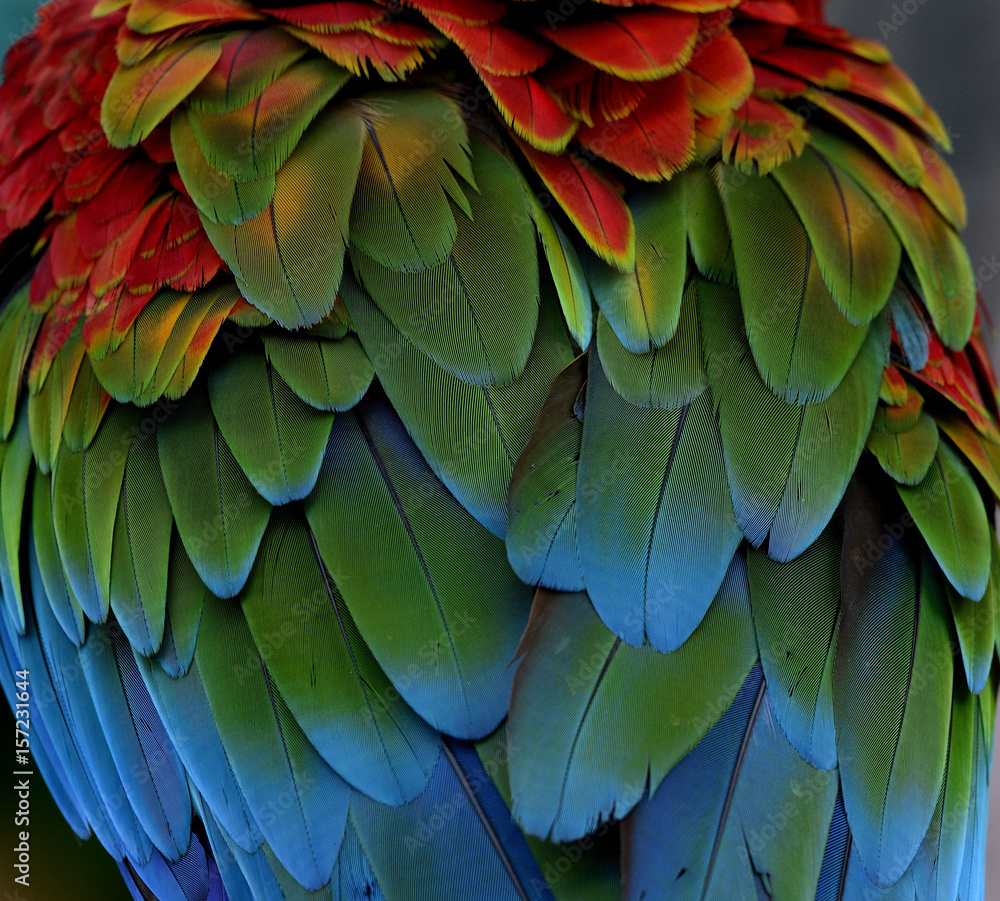 Puffy of Green-winged macaw birds feathers with red green and blue shades, exotic nature background