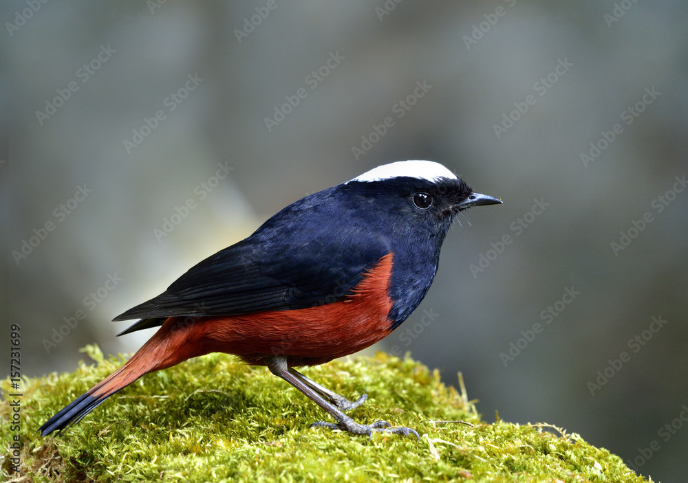 River chat or White caped Water Redstart（phoenicurus leuccephalus）美丽的黑色和红色的鸟w