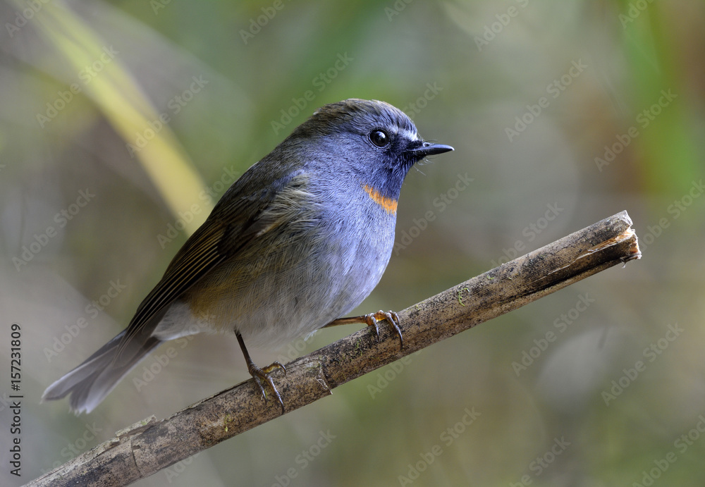 Rufus gorgeted flycatcher（Ficedula strophiata）美丽的棕色和灰色鸟类栖息在干燥的胸罩上