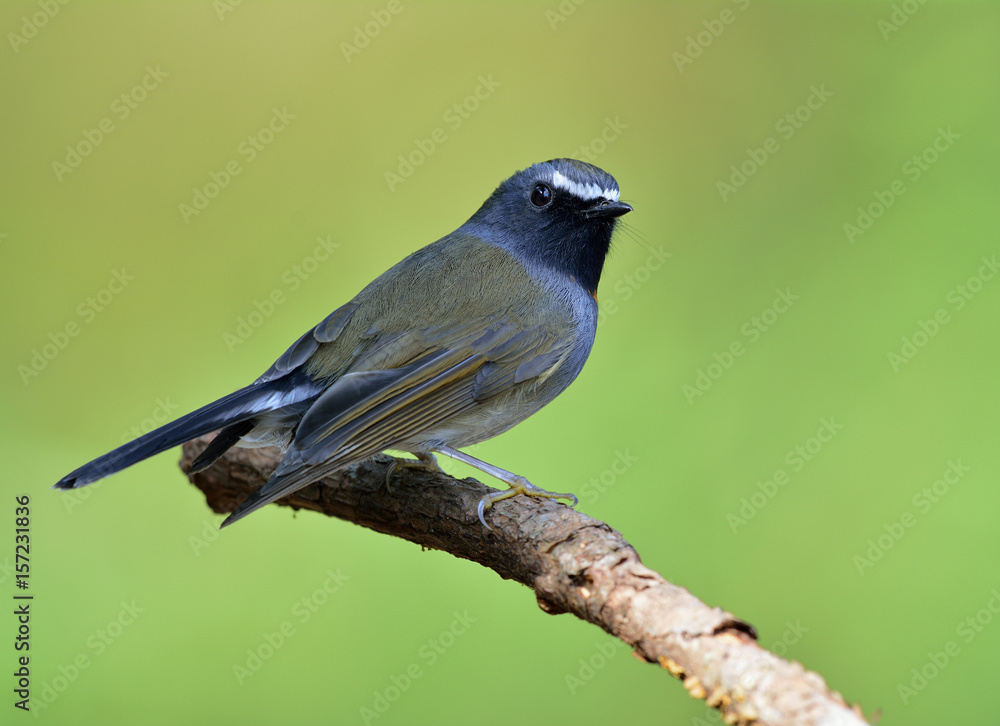 Rufus gorgeted flycatcher（Ficedula strophiata）美丽的棕色和灰色鸟，带有橙色标记o