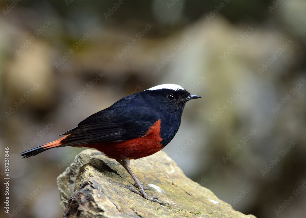 River chat or White capped Water Redstart（phoenicurus leuccephalus）black and red bird with White河聊或白