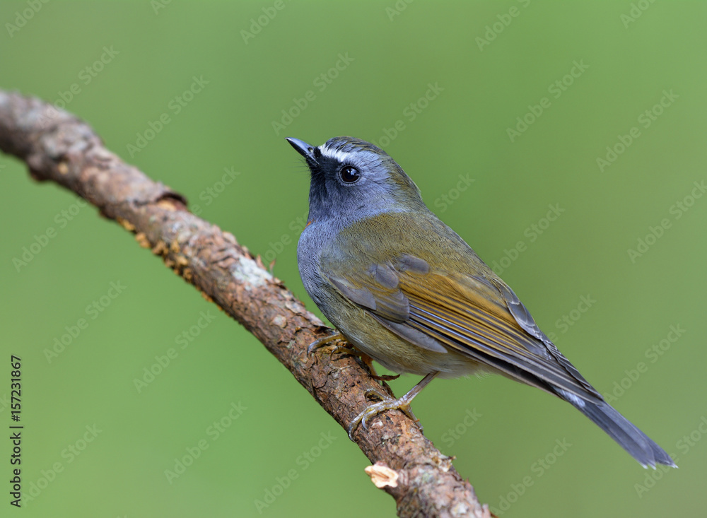 Rufus gorgeted flycatcher（Ficedula strophiata）美丽的棕色和灰色鸟，带有橙色标记o