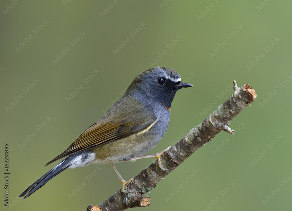 Rufus gorgeted flycatcher（Ficedula strophiata）美丽的棕色和灰色鸟类，带有橙色标记o