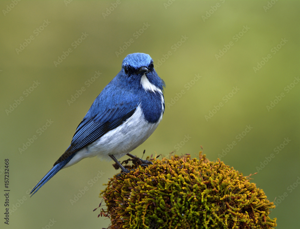 Superciliaris ficedula（Ultramarine Flycatcher）美丽的蓝鸟栖息在克利亚上空长满青苔的地方