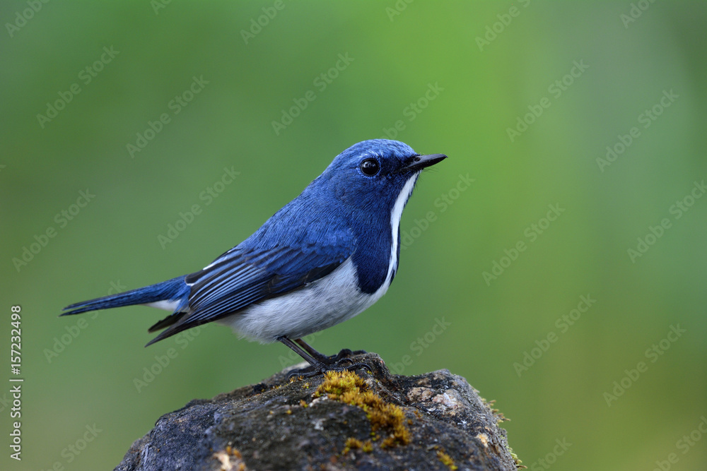 Superciliaris ficedula（Ultramarine Flycatcher）美丽的小蓝鸟栖息在c上方的岩石上