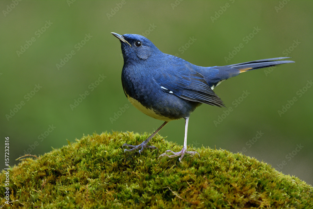 White-bellied Redstart (Luscinia phaenicuroides) beautiful blue bird with white belly and yellow mar