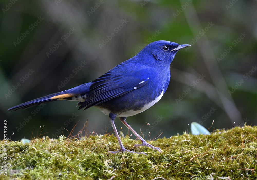 White-bellied Redstart (Luscinia phaenicuroides) beautiful blue bird with white belly and yellow spo