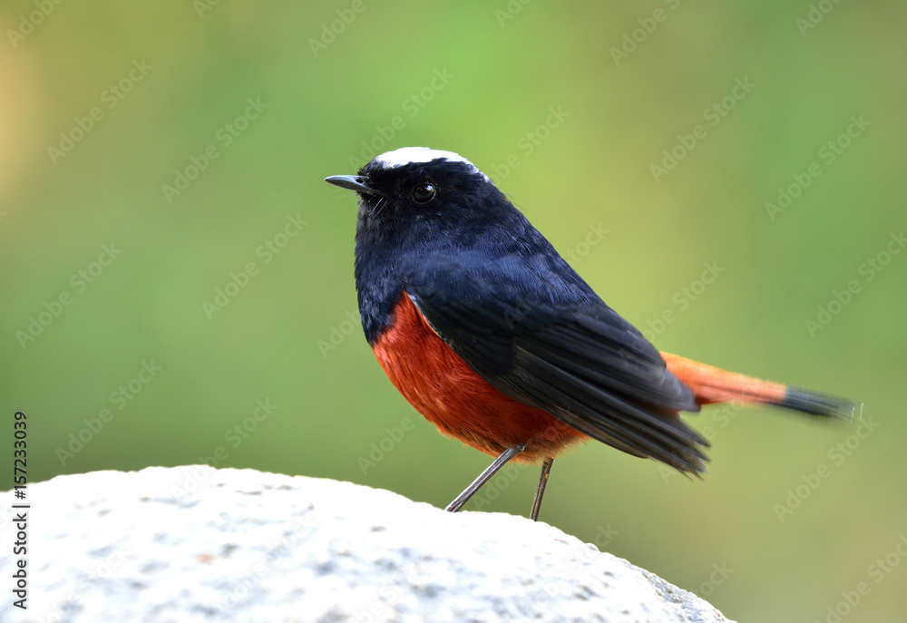 White capped Water Redstart or River chat（phoenicurus leuccephalus）美丽的黑色和红色鸟类t