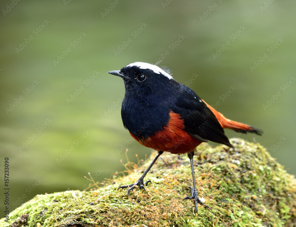 White-capped Water Redstart or River Chat (phoenicurus leucocephalus) black and red bird with white 