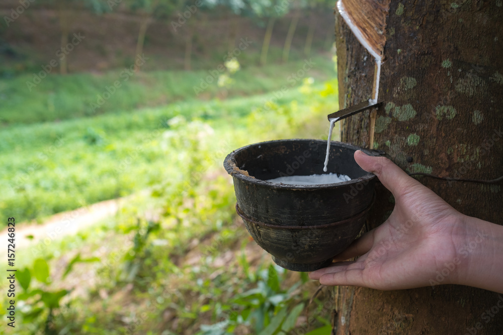 Gide hands of farmers are beginning tires with rubber cups for water timber.