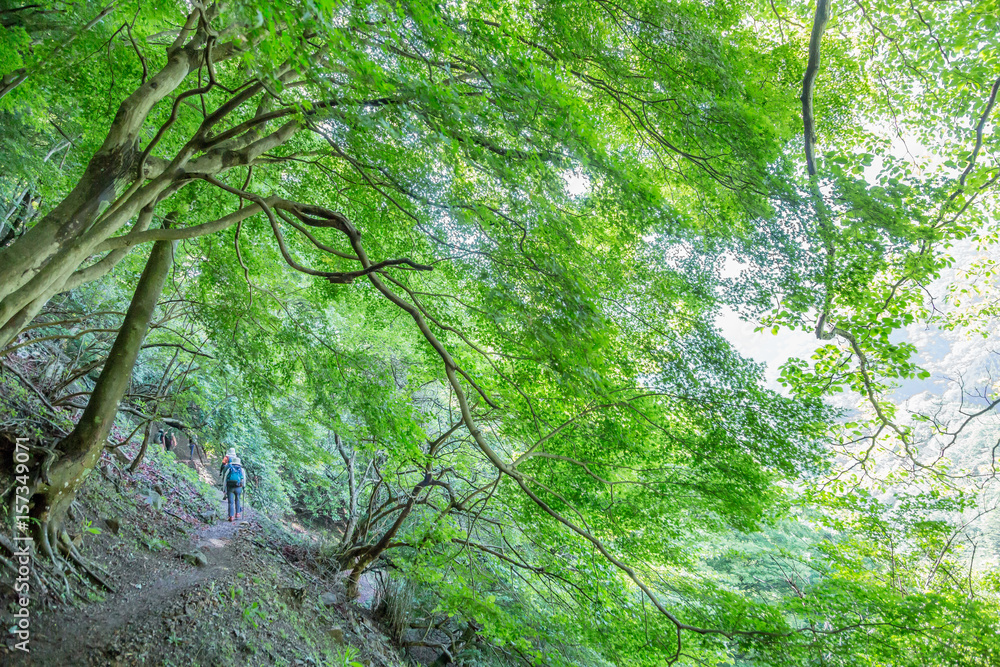 登山道