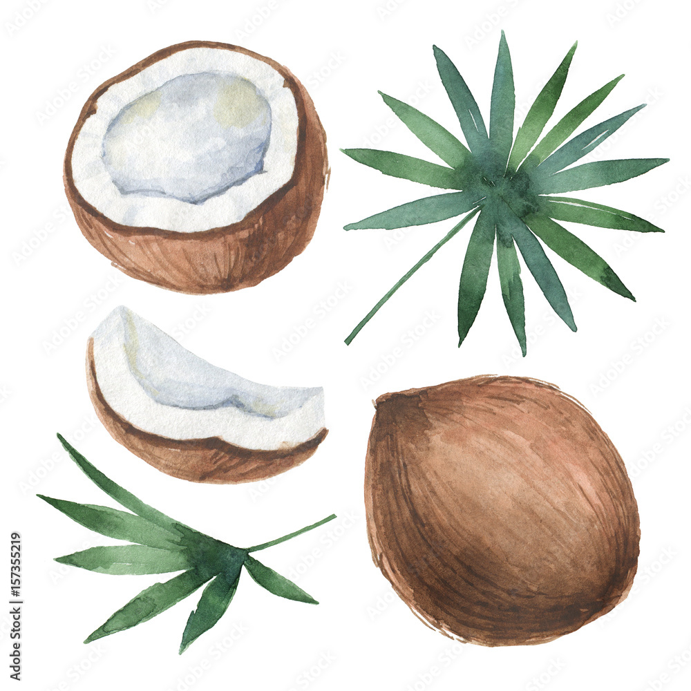 Watercolor organic set of coconut and palm trees isolated on white background.