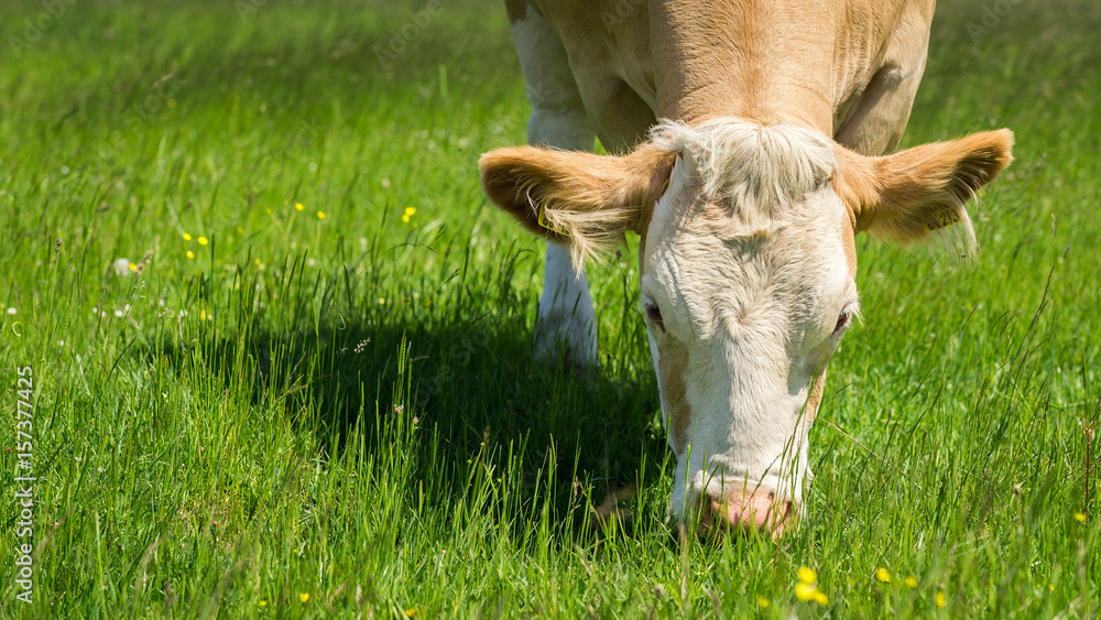 Cow feeding on a green summer pasture