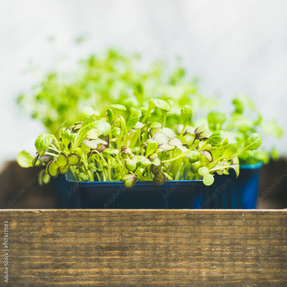 Fresh spring green live radish kress sprouts in pot on wooden box over white marble background for h