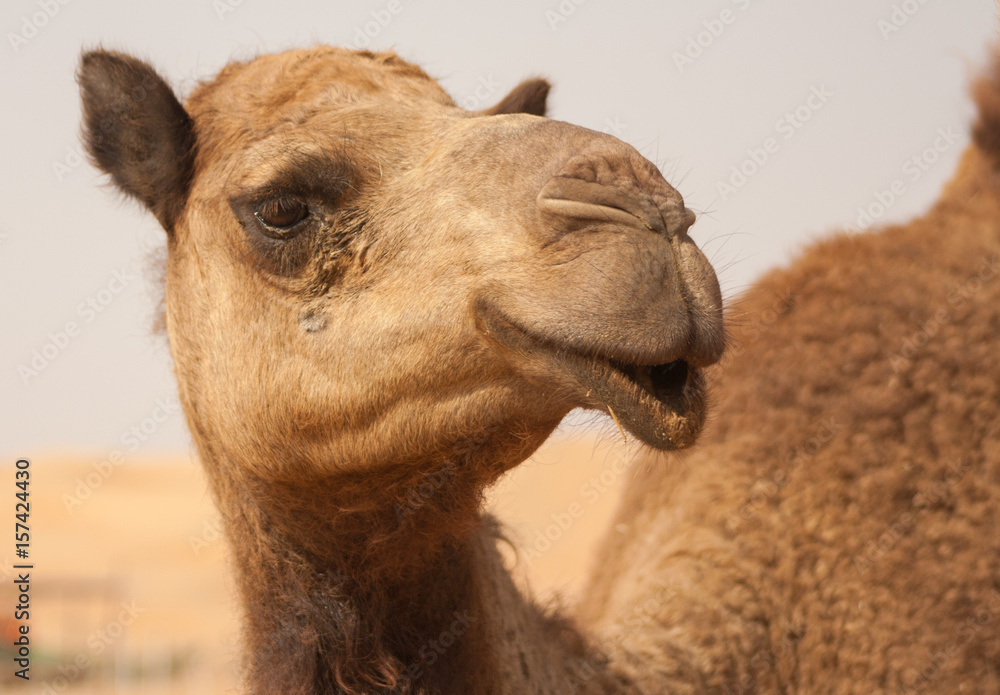 Camel Portrait