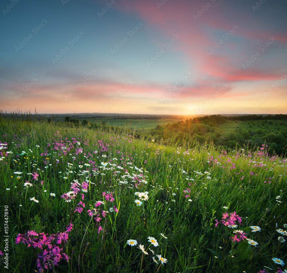 日出时山上田野上的花朵。夏季美丽的自然景观