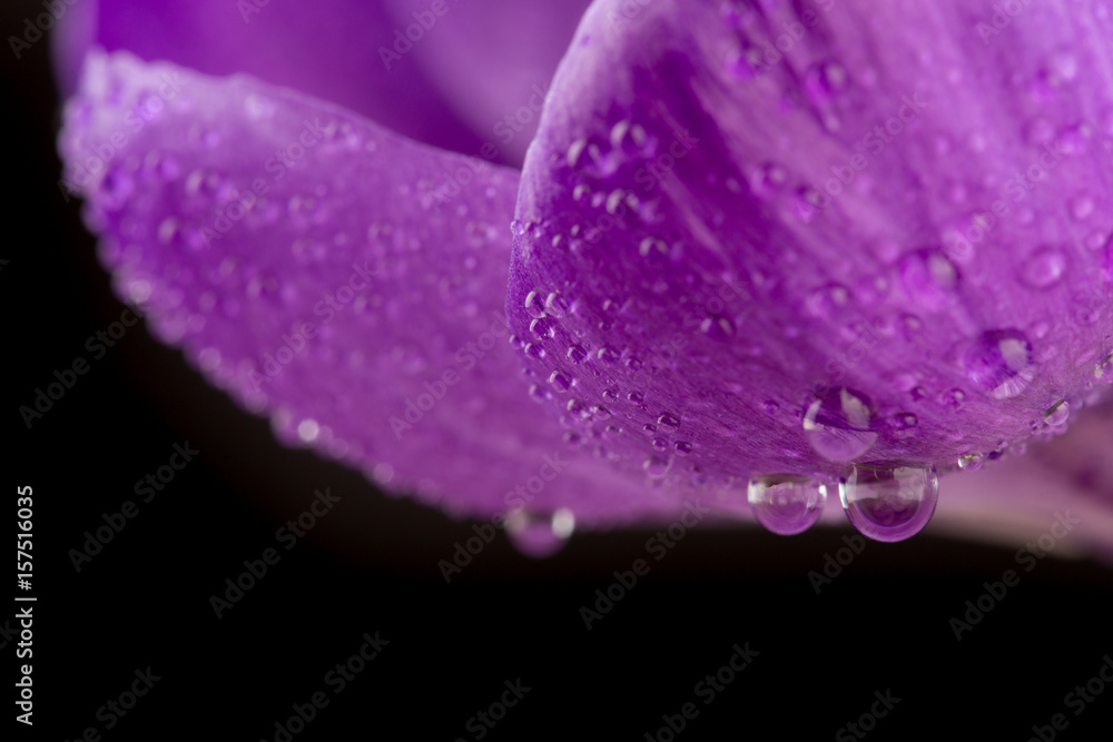 Macro view of a beautiful crocus flower