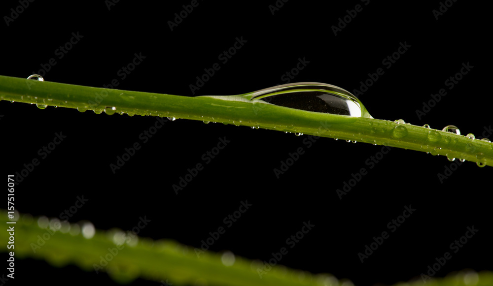 Green fresh grass with dew drops, macro view on black background