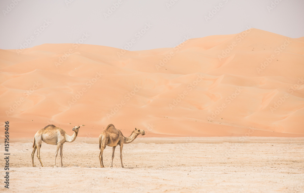 Portrait of camels in the desert.