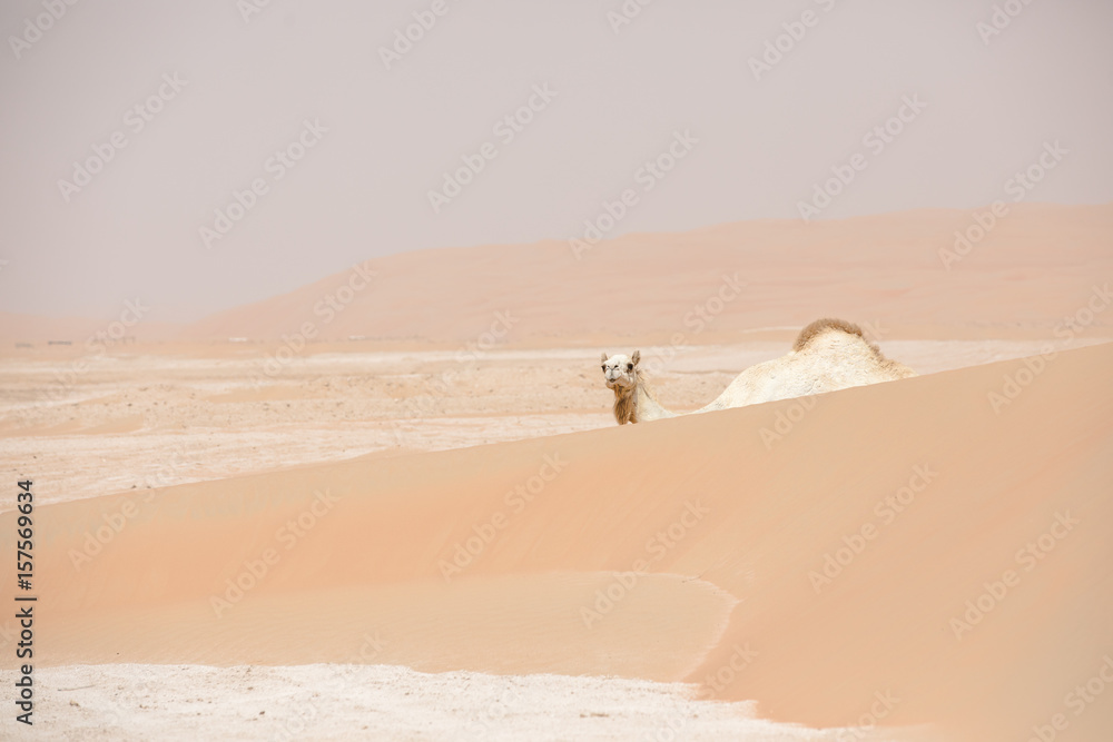 Portrait of a camel in the desert.