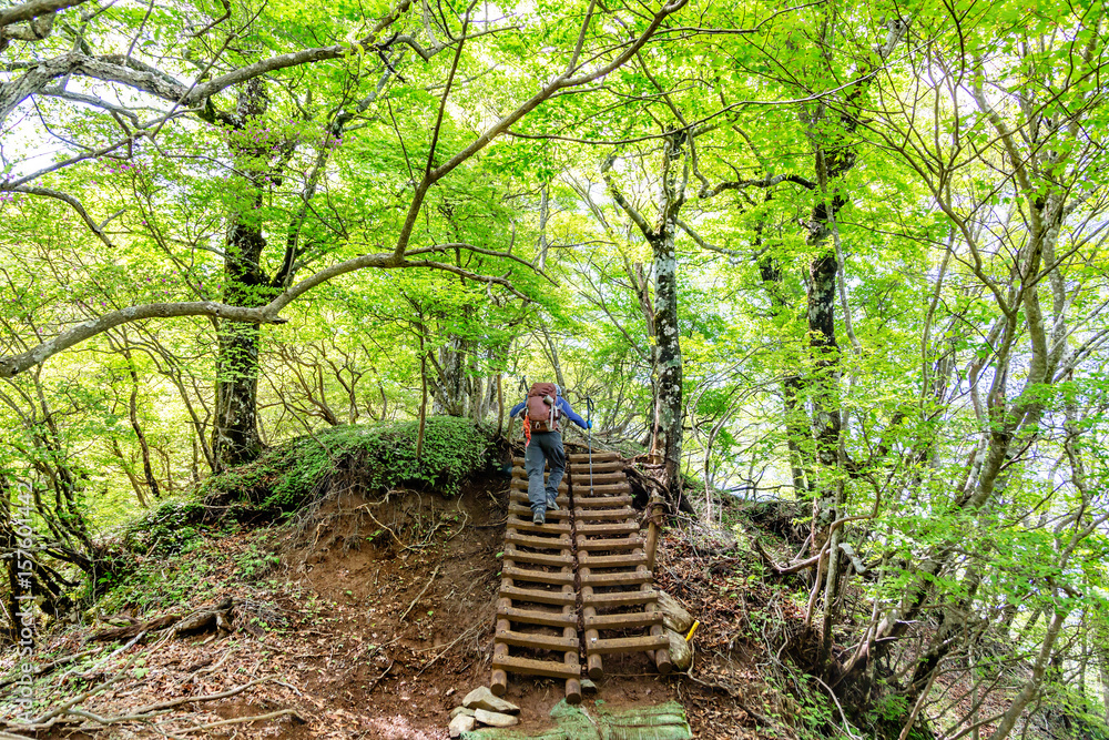 登山道