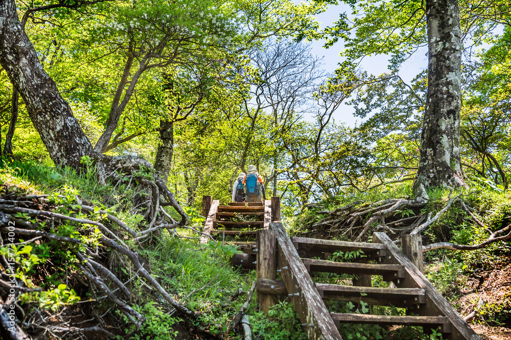 登山道