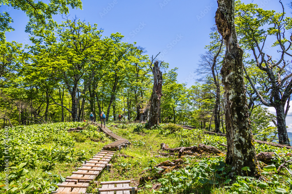 登山道