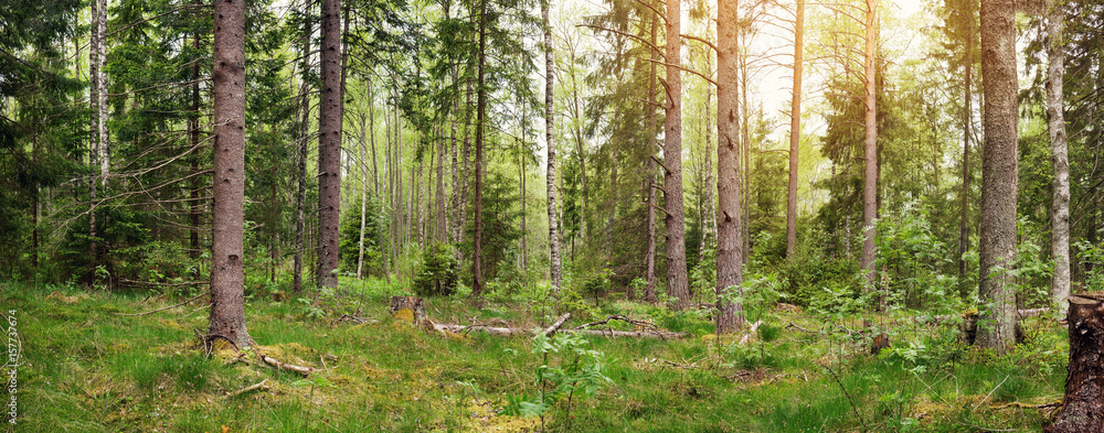 pine and fir forest panorama in spring