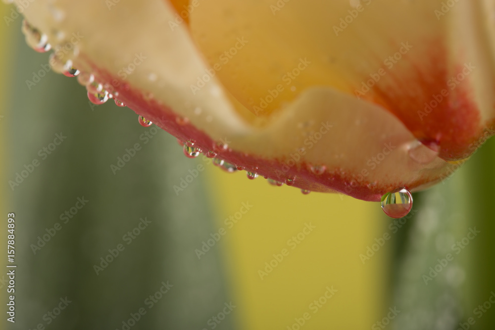 Macro view of a beautiful tulip flower on yellow. Spring background