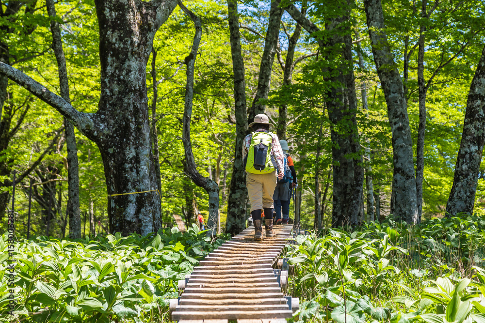 登山道