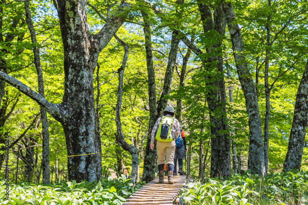 登山道