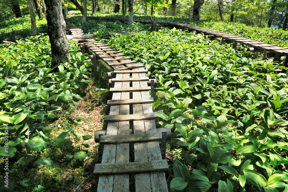 登山道