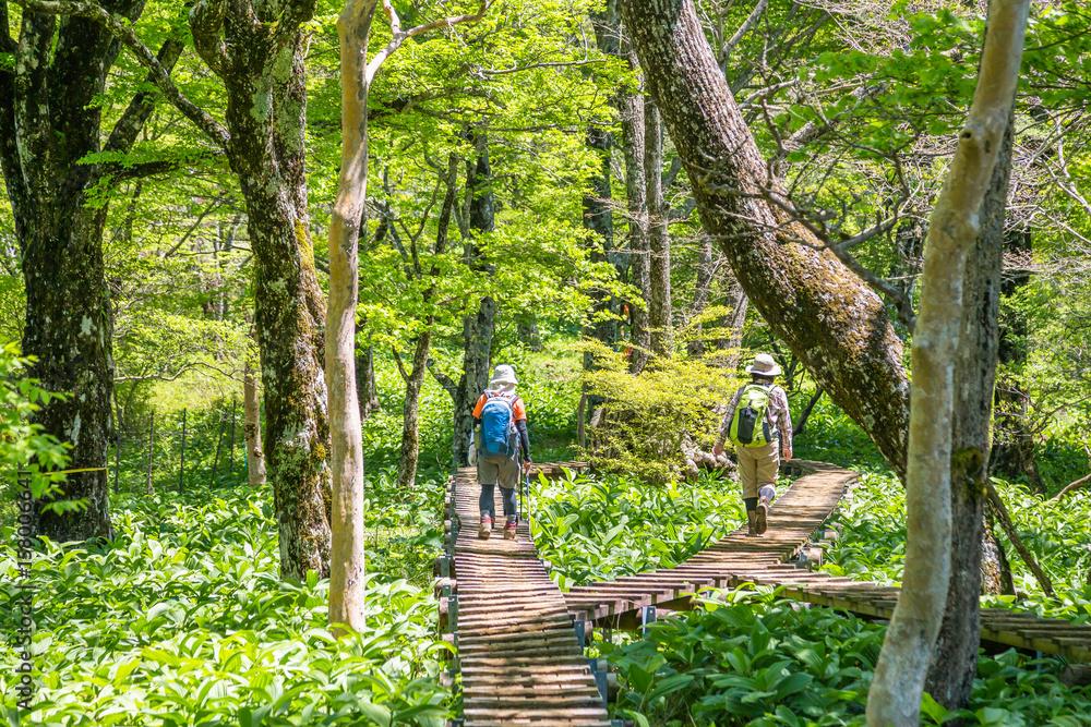 登山道