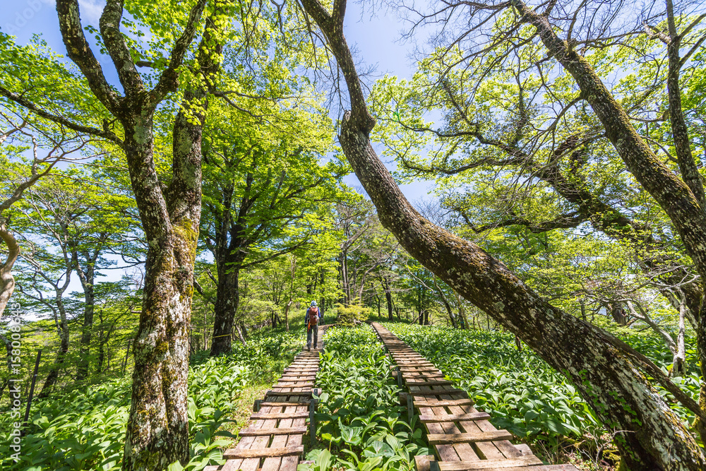 登山道