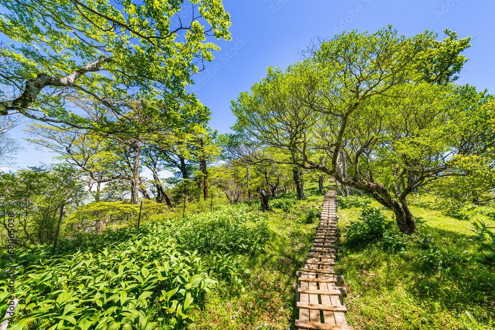 登山道