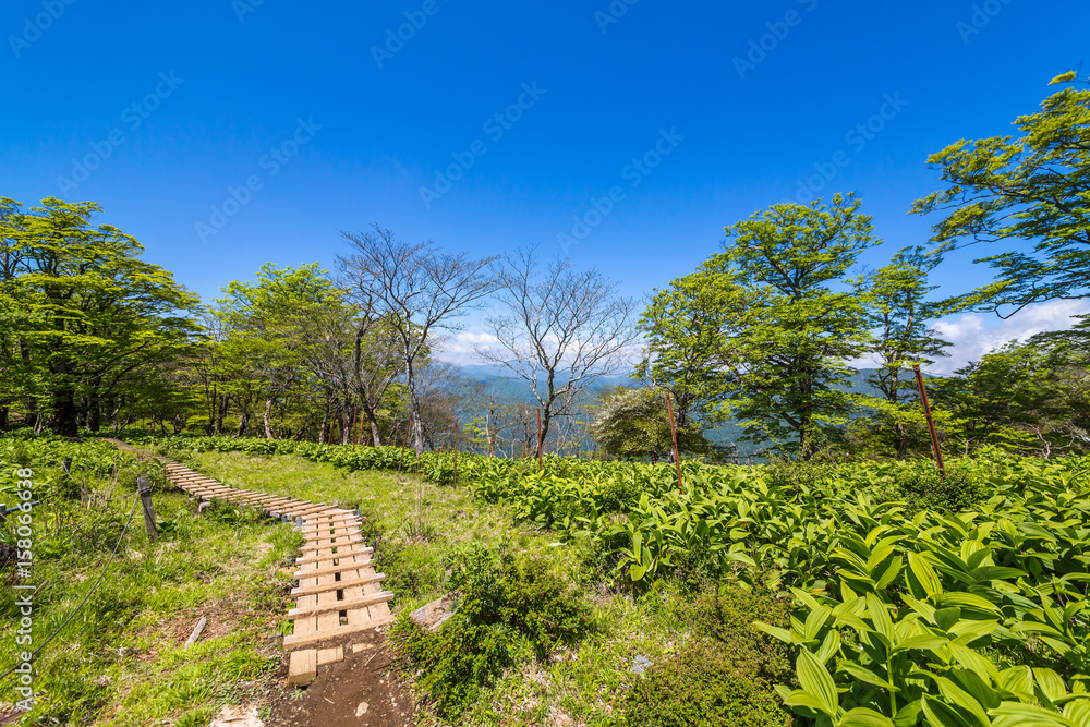 登山道