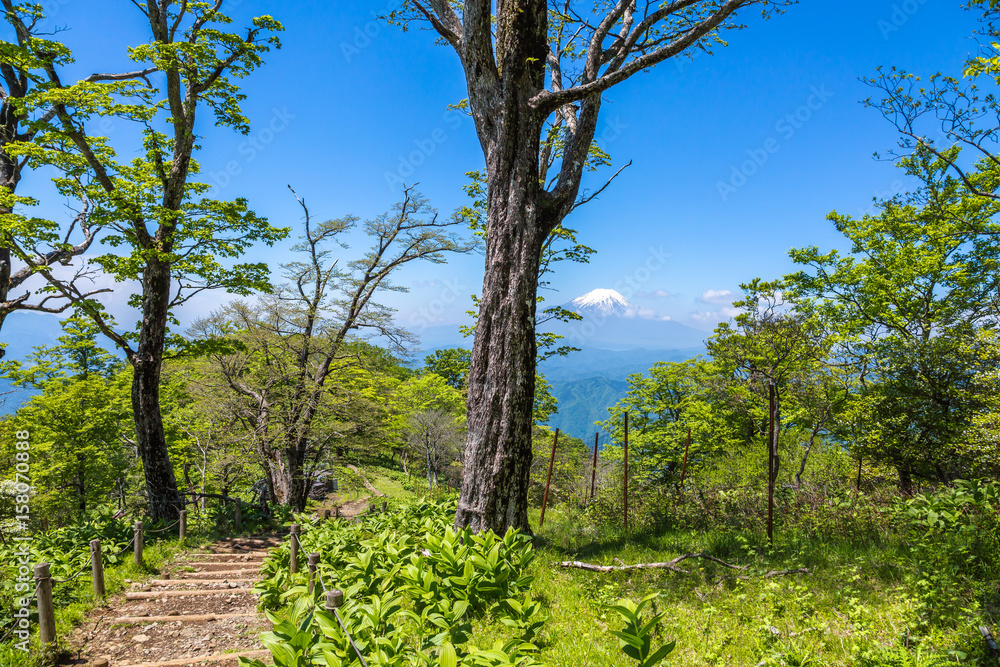 西丹沢から見る富士山