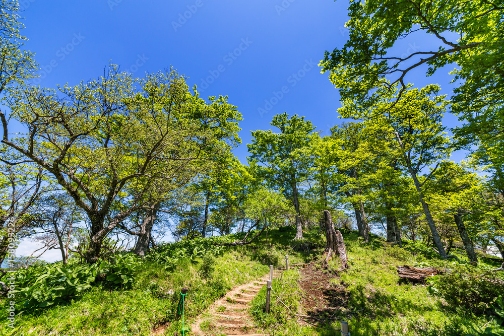 登山道