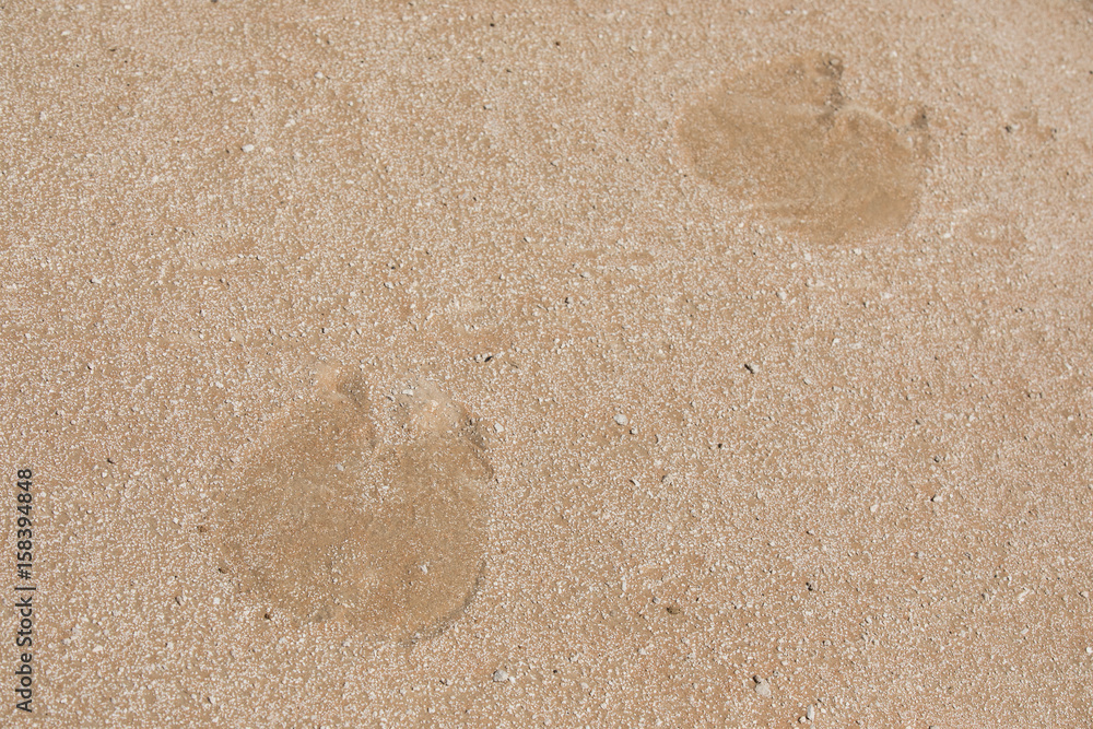 Camel footprints in the sand.