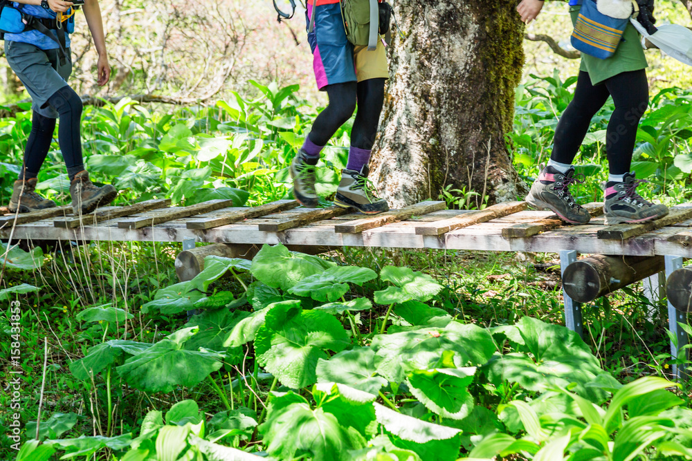 丹沢の登山道