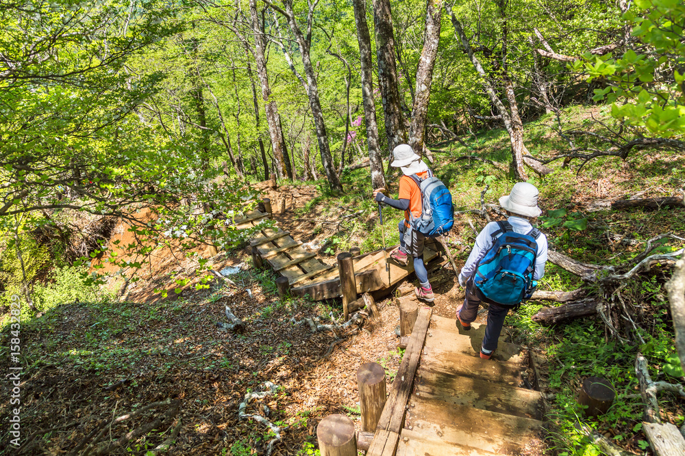 丹沢の登山道