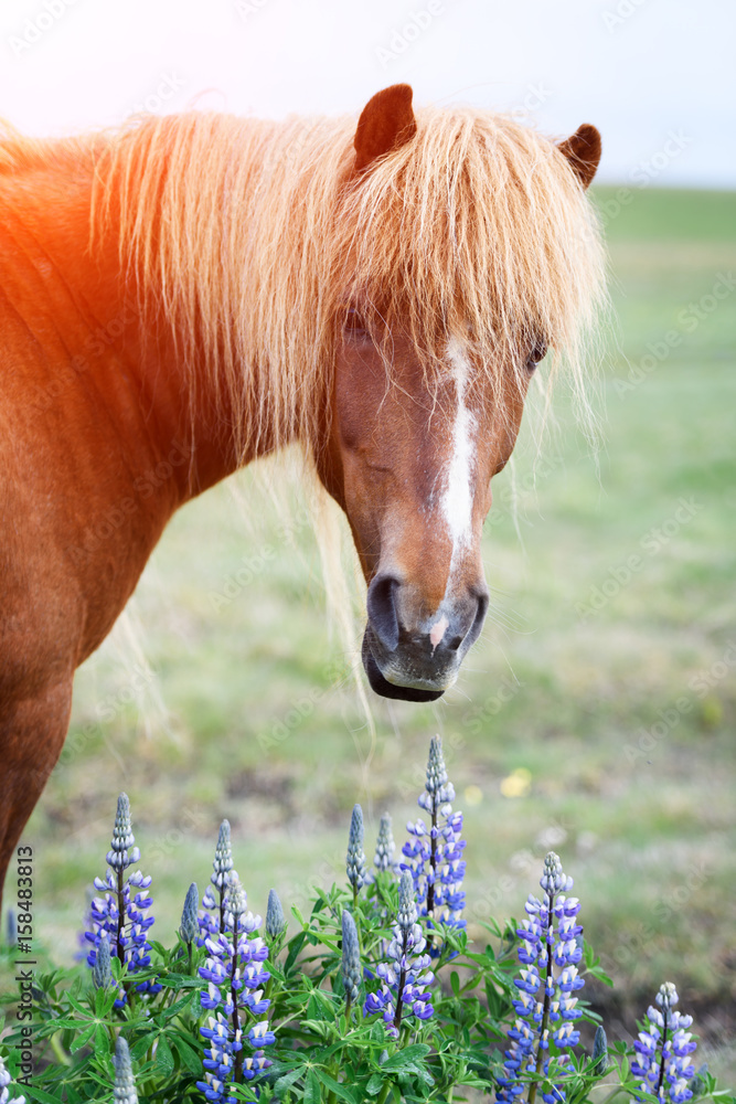 Icelandic horse portrait