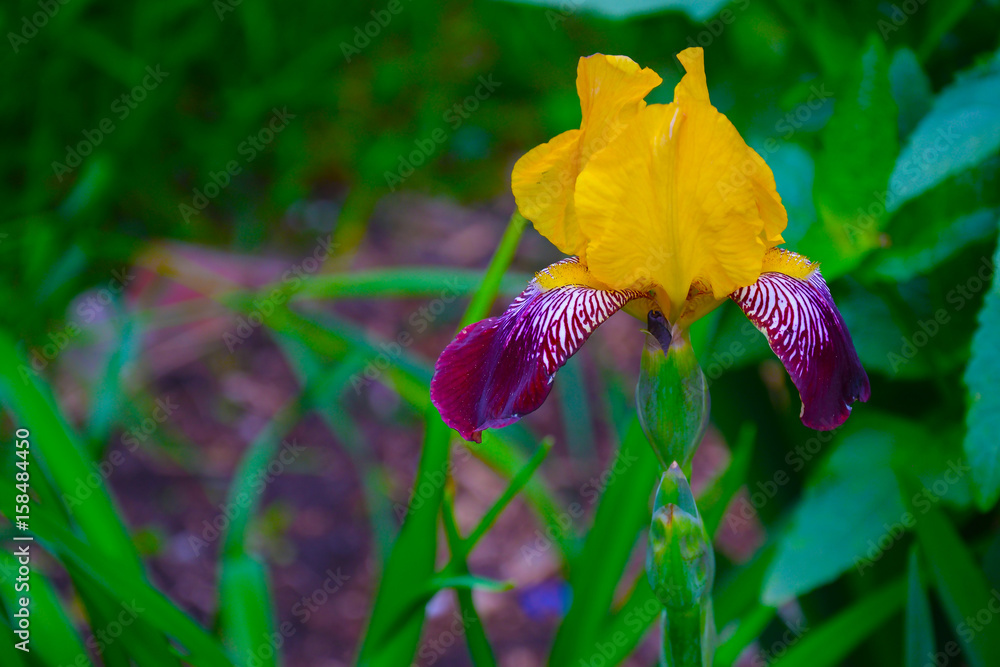 西伯利亚鸢尾（Iris sibirica）的花，背景是模糊的叶子。