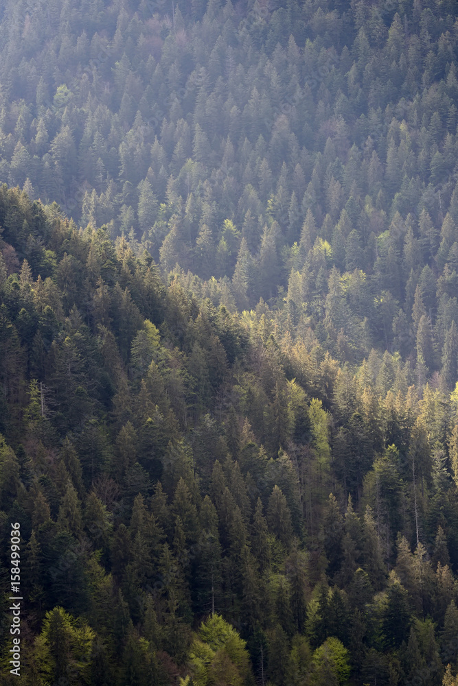 Background of forest with coniferous trees